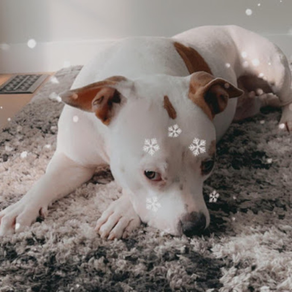 Meet your Posher, Emma - Picture 1 of 1